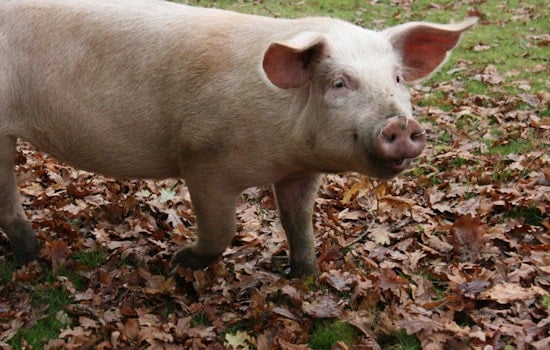 Clay County Deputies In Hot Pursuit Of Runaway Pig Near Jacksonville