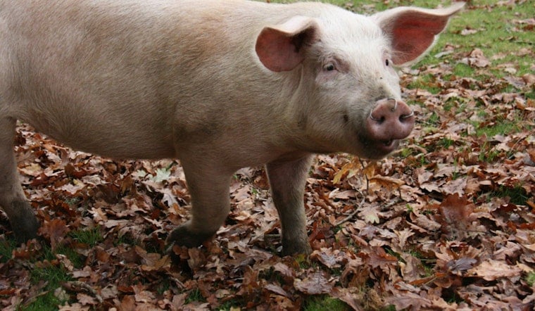 Clay County Deputies In Hot Pursuit Of Runaway Pig Near Jacksonville