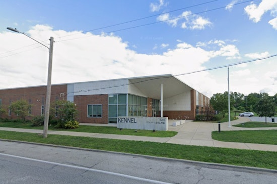 Cleveland City Kennel Packed To The Gills As City Dogs Beg For Fosters
