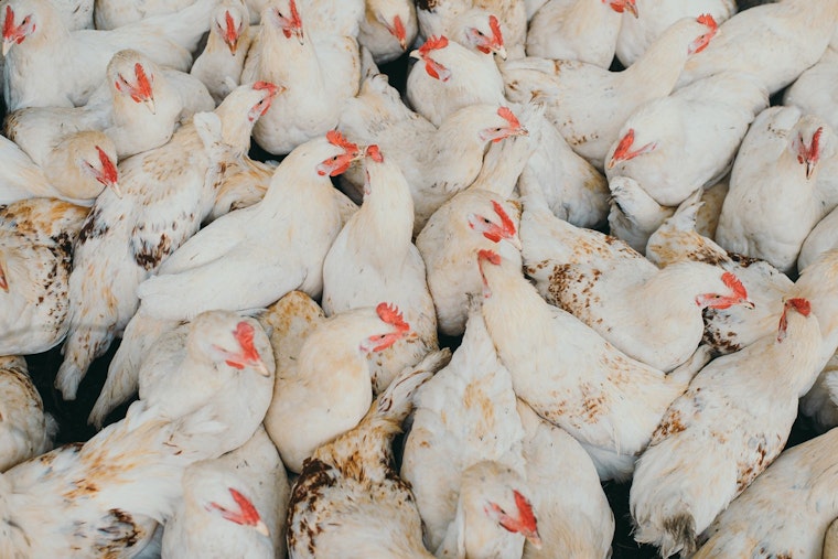 Cluck Crisis in Vegas as Fowl Pox Swamps Backyard Coops