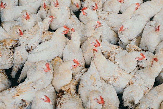 Cluck Crisis in Vegas as Fowl Pox Swamps Backyard Coops