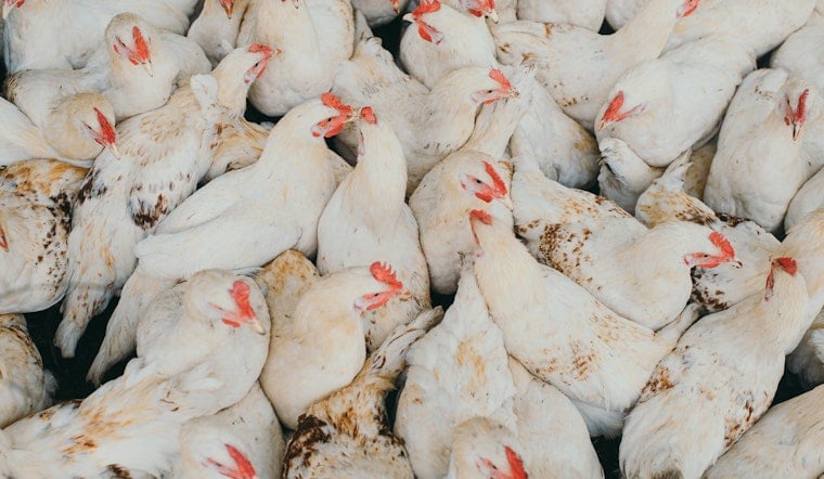 Cluck Crisis in Vegas as Fowl Pox Swamps Backyard Coops