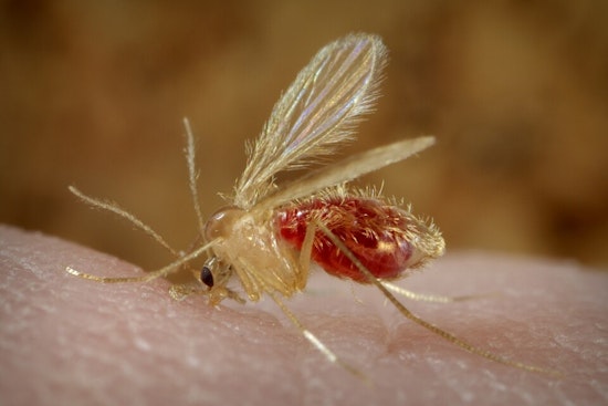 Columbus Lab’s CRISPR Shot Takes Aim At Parasite Quietly Creeping Across U.S.