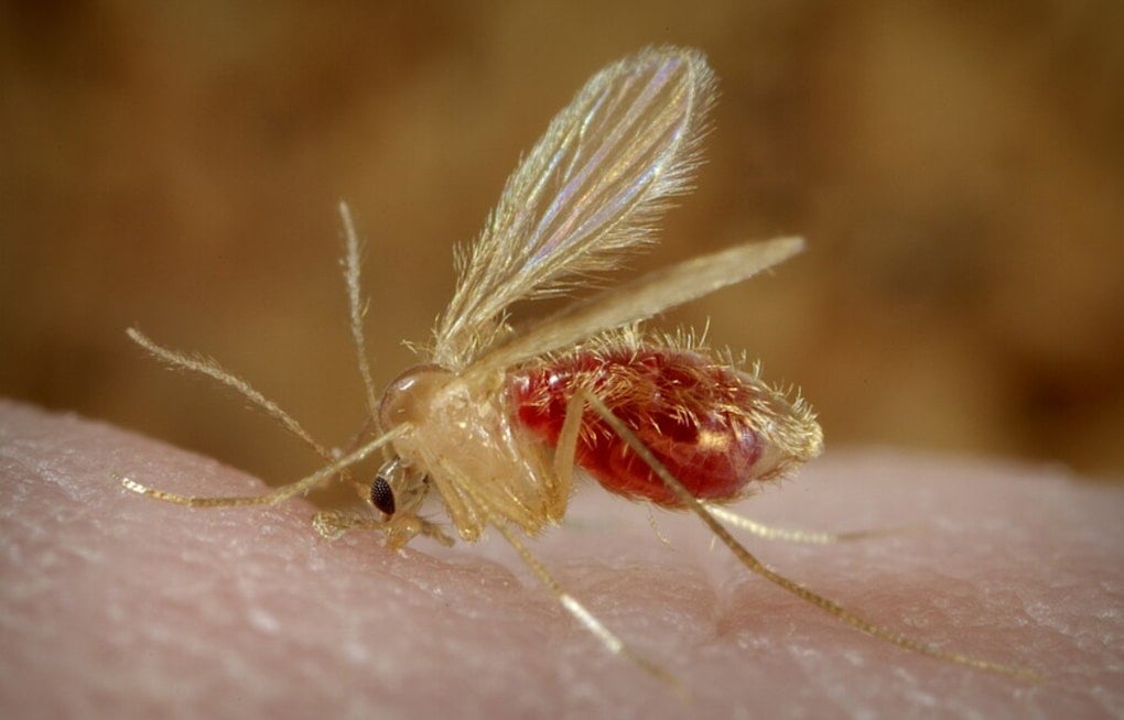Columbus Lab’s CRISPR Shot Takes Aim At Parasite Quietly Creeping Across U.S.
