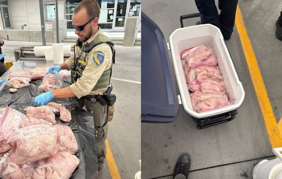 Coolers Crammed With 436 Fish Nabbed At San Ysidro Border