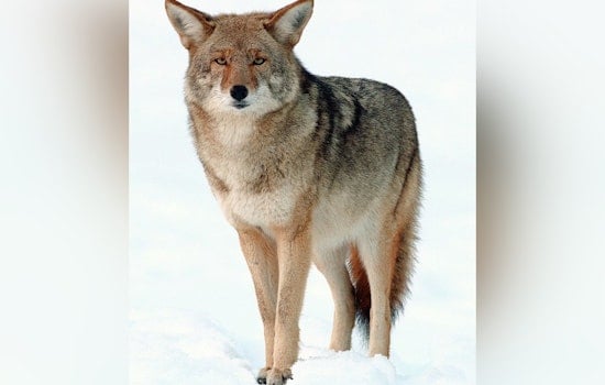 Coyotes Vault Backyard Wall, Wipe Out Vegas Chicken Flock