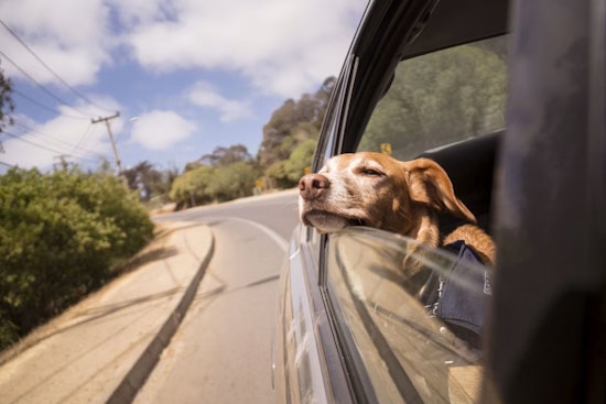 Cuyahoga County Turns Up Heat On Pet Owners Who Leave Animals In Cars