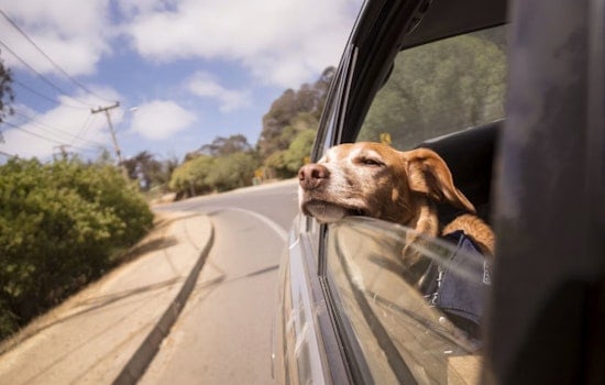 Cuyahoga County Turns Up Heat On Pet Owners Who Leave Animals In Cars