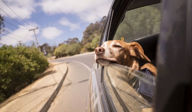 Cuyahoga County Turns Up Heat On Pet Owners Who Leave Animals In Cars