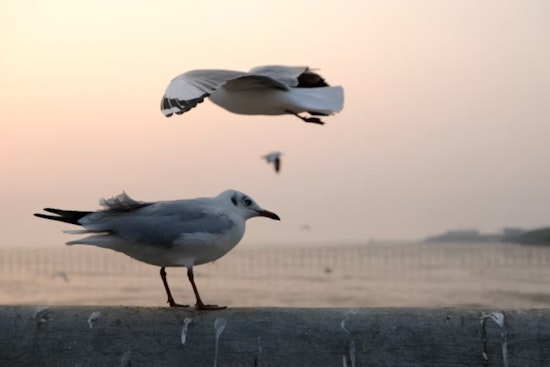 Dead Gulls Blanket Milwaukee Factory Row, DNR Scrambles For Answers