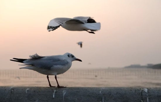 Dead Gulls Blanket Milwaukee Factory Row, DNR Scrambles For Answers