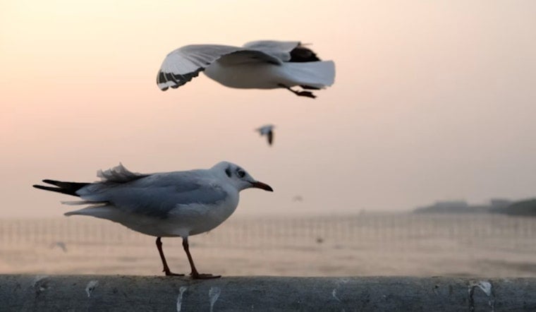 Dead Gulls Blanket Milwaukee Factory Row, DNR Scrambles For Answers