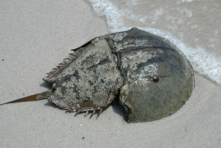 Dead Horseshoe Crabs Pile Up in Ocean City Canal