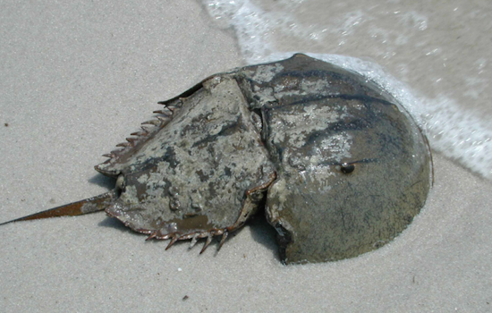 Dead Horseshoe Crabs Pile Up in Ocean City Canal