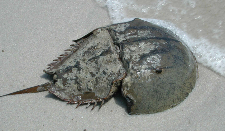 Dead Horseshoe Crabs Pile Up in Ocean City Canal