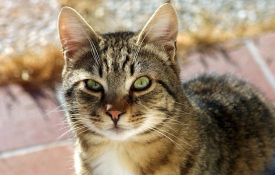 Deadly Bobcat Fever Stalks Oklahoma Cats As Vets Scramble