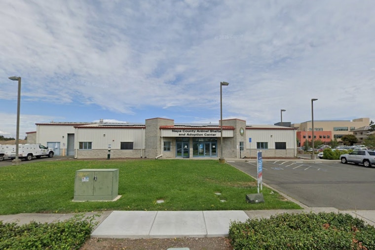 Deadly Cat Virus Hits Napa Shelter, County Pleads For Kitten Sitters
