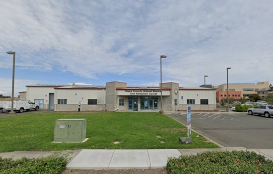 Deadly Cat Virus Hits Napa Shelter, County Pleads For Kitten Sitters