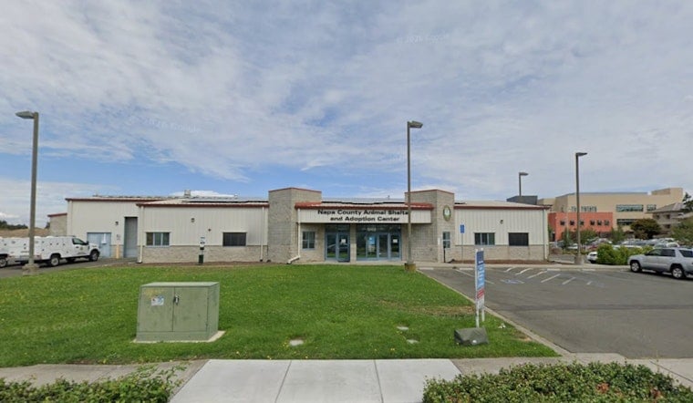 Deadly Cat Virus Hits Napa Shelter, County Pleads For Kitten Sitters
