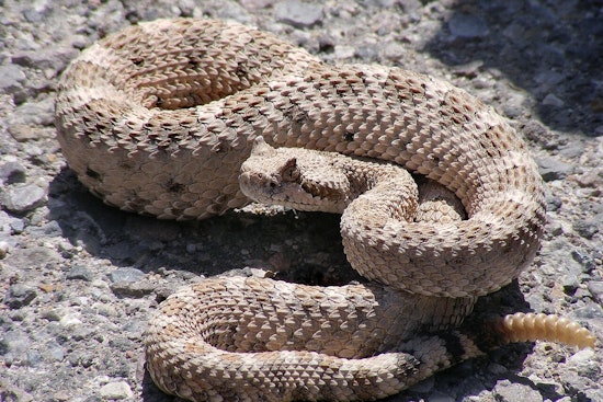 Desert Snakebites Meet Their Match as Banner Air Turns Copters Into Flying Antivenom ERs