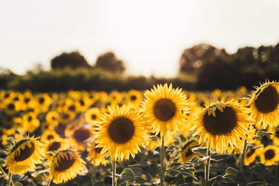 Dix Park Sunflower Frenzy Turns Raleigh Hill Into Summer Hot Spot