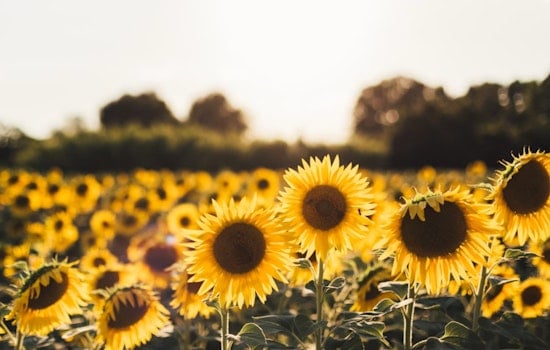 Dix Park Sunflower Frenzy Turns Raleigh Hill Into Summer Hot Spot
