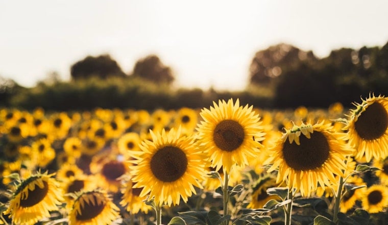 Dix Park Sunflower Frenzy Turns Raleigh Hill Into Summer Hot Spot