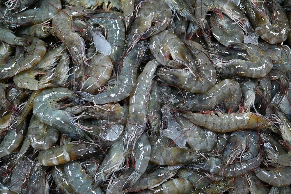 DNA Shocker On The Outer Banks: Half The ‘Local’ Shrimp Fails The Test