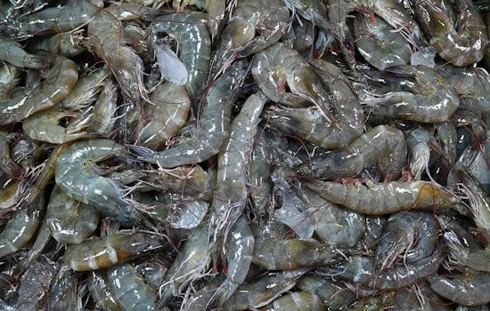 DNA Shocker On The Outer Banks: Half The ‘Local’ Shrimp Fails The Test