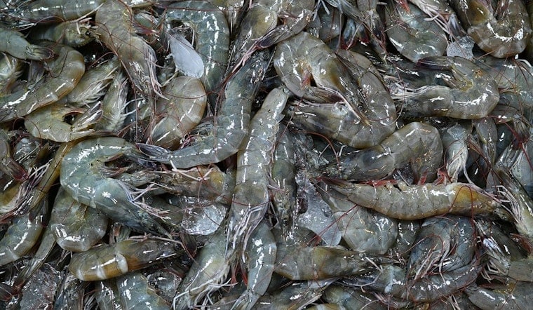 DNA Shocker On The Outer Banks: Half The ‘Local’ Shrimp Fails The Test
