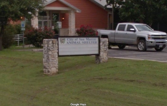 Dog Rush Slams San Marcos Shelter as Buda Officer Begs for Help