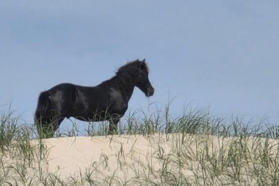 Drone Creeps On Wild Corolla Horse, Sparks Outer Banks Outrage