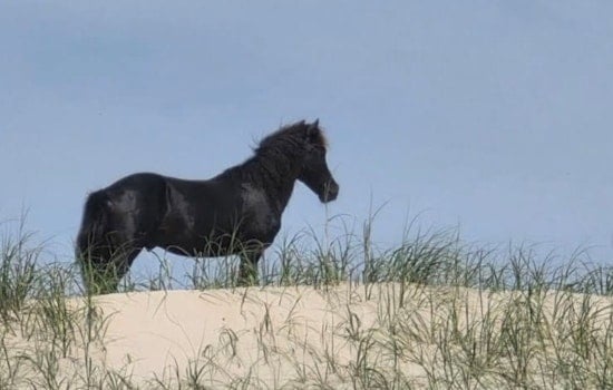 Drone Creeps On Wild Corolla Horse, Sparks Outer Banks Outrage