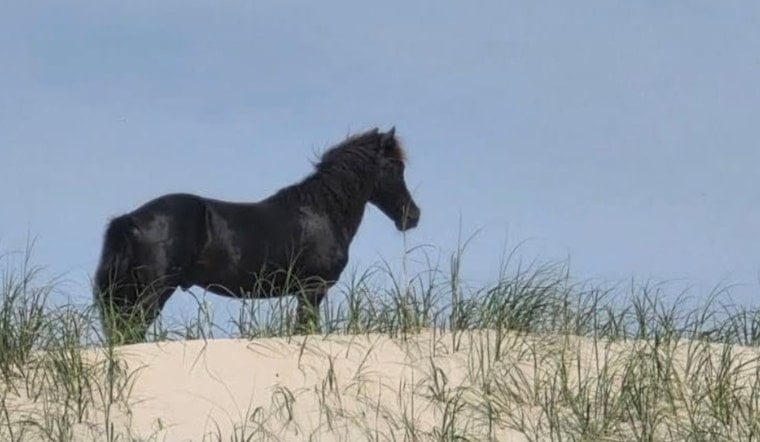 Drone Creeps On Wild Corolla Horse, Sparks Outer Banks Outrage
