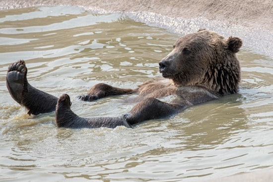 Drought Drives Denver Metro Bear Surge While Aurora Stays Bear-Free