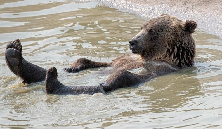 Drought Drives Denver Metro Bear Surge While Aurora Stays Bear-Free