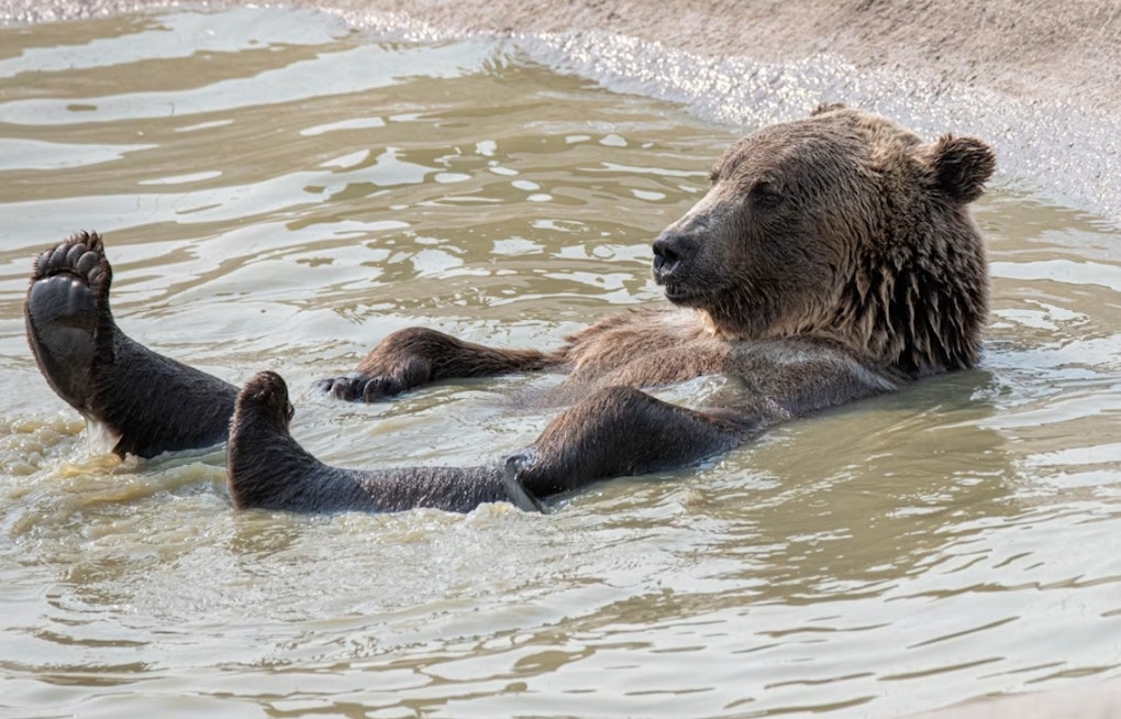 Drought Drives Denver Metro Bear Surge While Aurora Stays Bear-Free