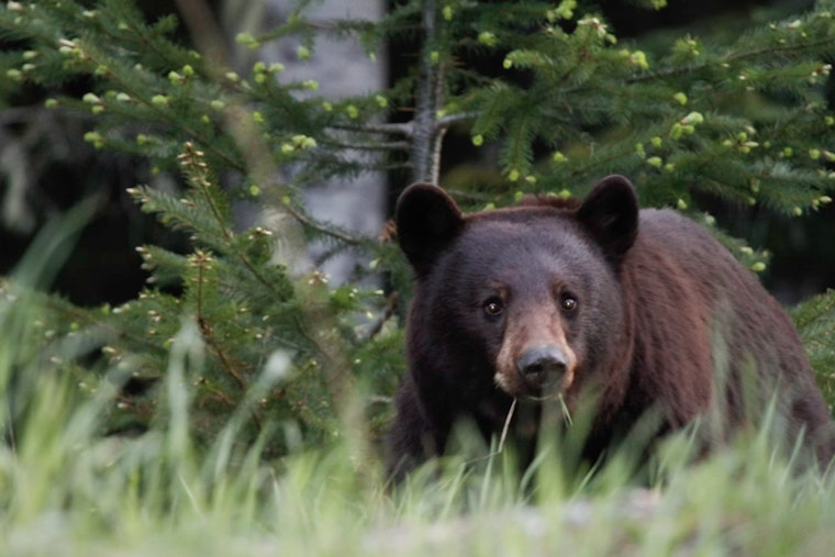 East Cobb On Bear Watch After Cub Strolls Through Front Yard