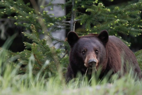 East Cobb On Bear Watch After Cub Strolls Through Front Yard