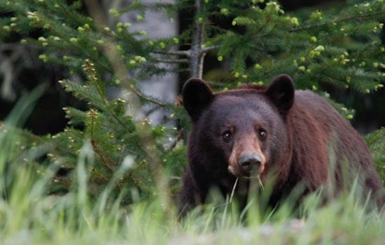 East Cobb On Bear Watch After Cub Strolls Through Front Yard
