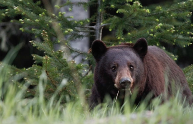 East Cobb On Bear Watch After Cub Strolls Through Front Yard