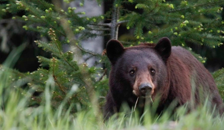 East Cobb On Bear Watch After Cub Strolls Through Front Yard