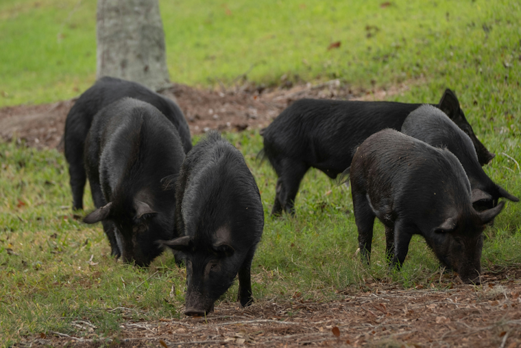 Edgewater’s Midnight Hog War Rages On After 50 Trapped