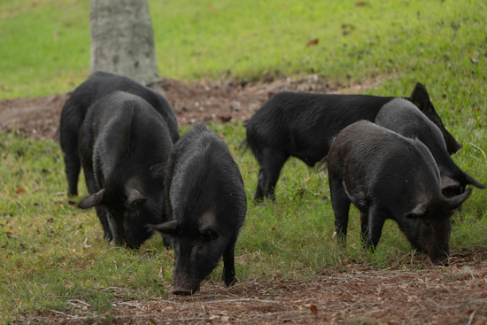 Edgewater’s Midnight Hog War Rages On After 50 Trapped