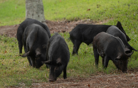 Edgewater’s Midnight Hog War Rages On After 50 Trapped