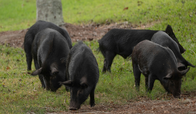 Edgewater’s Midnight Hog War Rages On After 50 Trapped