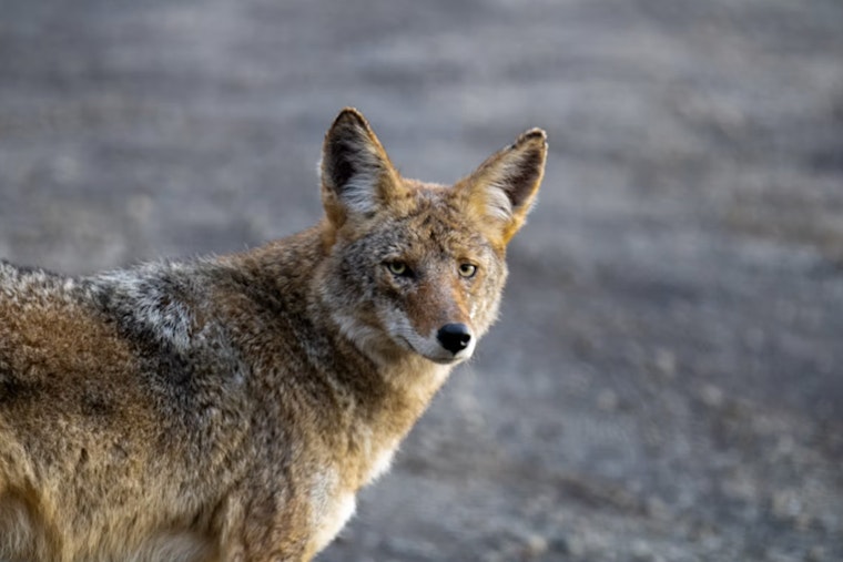 Backyard Horror In Edmonds As Coyote Vanishes With Small Dog