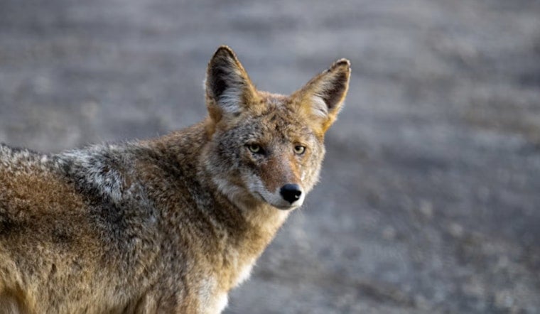 Backyard Horror In Edmonds As Coyote Vanishes With Small Dog