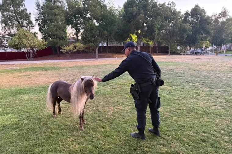 Evergreen On Hoof Alert As San Jose Cops Wrangle Runaway Shetland Pony