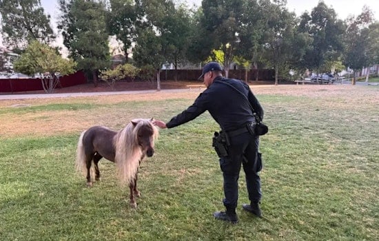 Evergreen On Hoof Alert As San Jose Cops Wrangle Runaway Shetland Pony